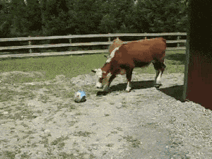 cow-playing-ball